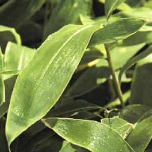 【4057】Tractor & Forklift 拖拉機及叉車